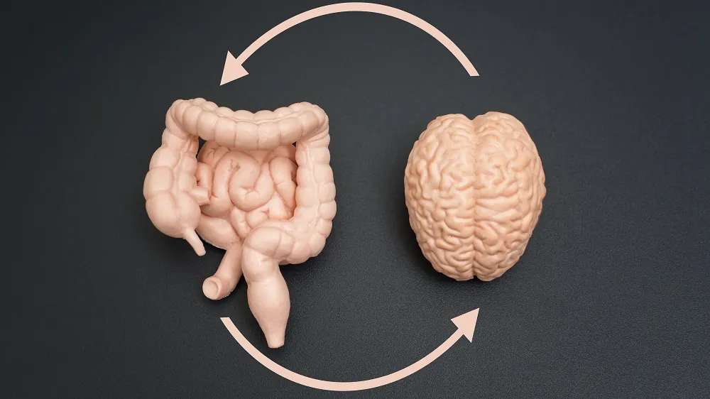 Gut Bacteria Might Affect Cognition via the Vagus Nerve