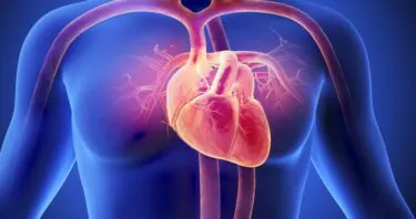 A Review of How the Heart Ages