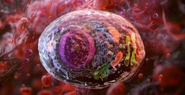 In Vivo Created CAR T Cells Eliminate Tumors in Mice