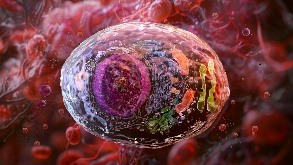 Immune cell in living tissue
