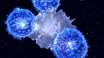 Immune cells
