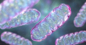 Mitochondria Delivery Method Rescues Parkinson’s in Mice