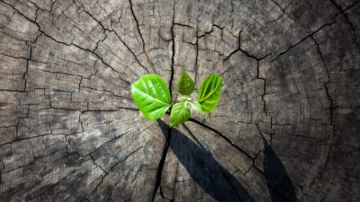 New growth from old tree