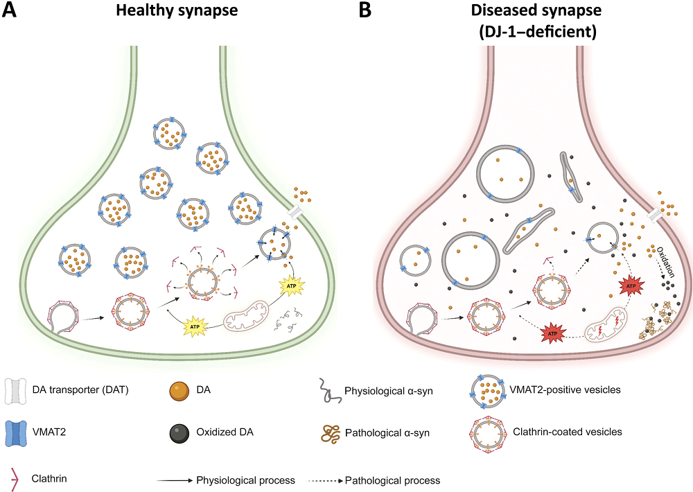 Synapses ATP deficiency