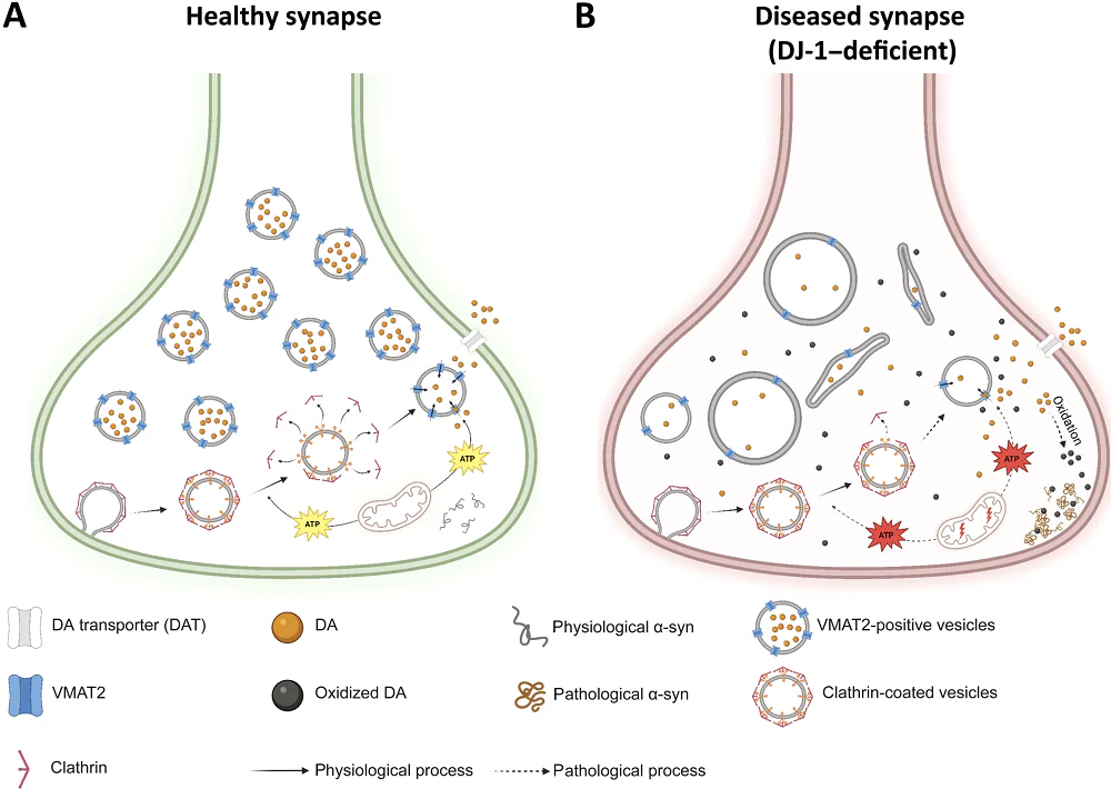 Synapses ATP deficiency