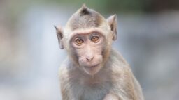 Cynomolgus monkey