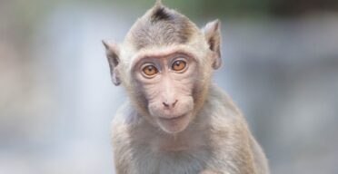Vitamin C Alleviates Aging in Cynomolgus Monkeys