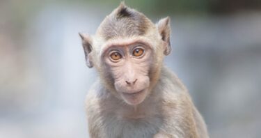 Vitamin C Alleviates Aging in Cynomolgus Monkeys