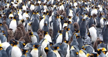 Becoming Well-Fed and Sedentary Accelerates Penguin Aging