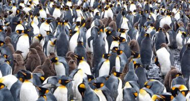 Becoming Well-Fed and Sedentary Accelerates Penguin Aging