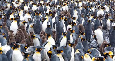Becoming Well-Fed and Sedentary Accelerates Penguin Aging