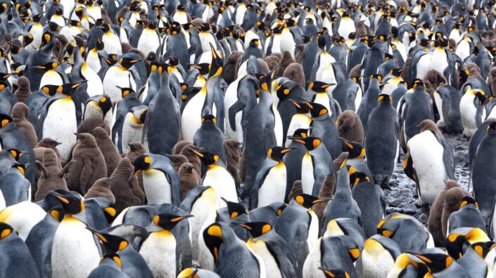 King penguins