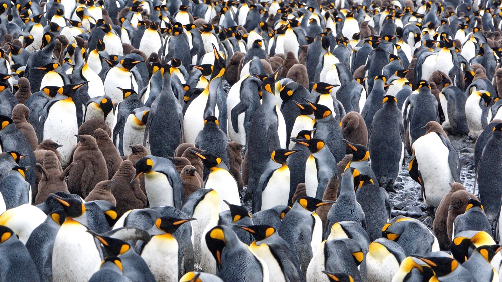 King penguins