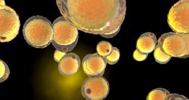 How an Enzyme’s Depletion Makes Fat Worse