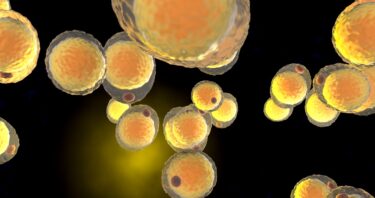 How an Enzyme’s Depletion Makes Fat Worse