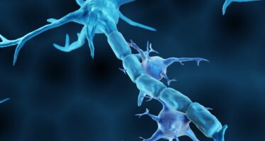 Affecting a Signaling Pathway Alleviates Alzheimer’s in Mice