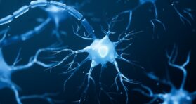 A Popular Senolytic Treatment Causes Brain Damage in Mice