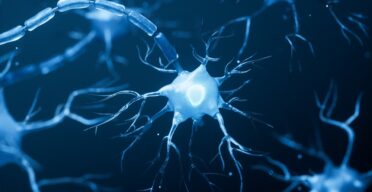 A Popular Senolytic Treatment Causes Brain Damage in Mice