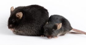 Obesity’s Effects on the Immune System May Linger for Years