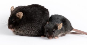 Obesity’s Effects on the Immune System May Linger for Years