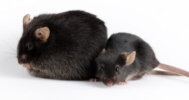 Obesity’s Effects on the Immune System May Linger for Years