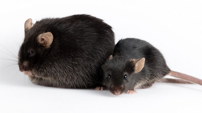 Obese mouse and healthy mouse