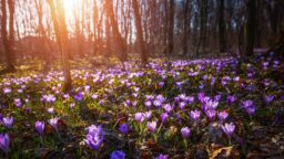 Springtime