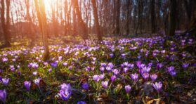 It’s Springtime and the Rejuvenation Field Is Flourishing