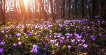 It’s Springtime and the Rejuvenation Field Is Flourishing