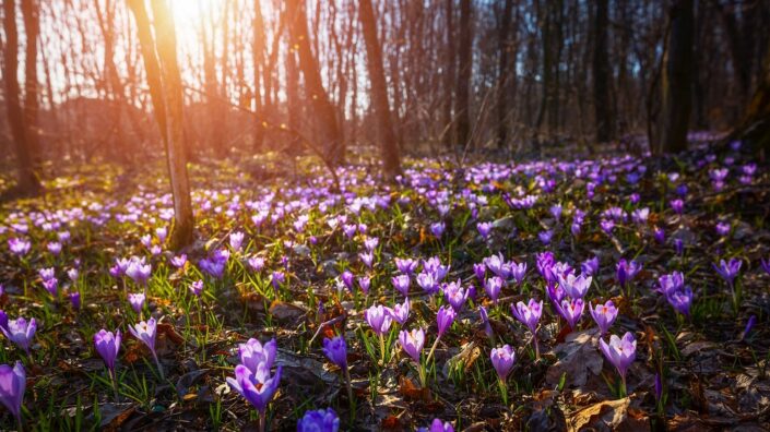 Springtime