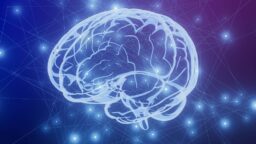 Brain