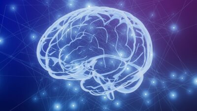Brain