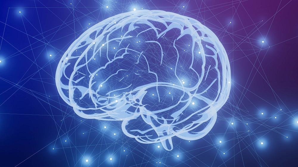 Brain