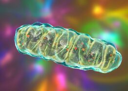 Mitochondrial Aging Linked to Losing Crucial Membrane Lipid
