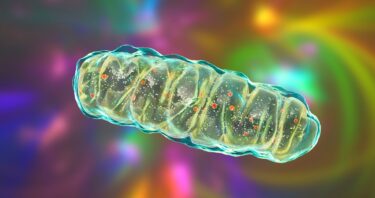 Mitochondrial Aging Linked to Losing Crucial Membrane Lipid