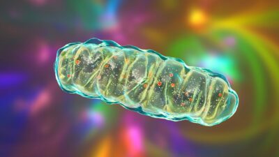 Mitochondrial membrane