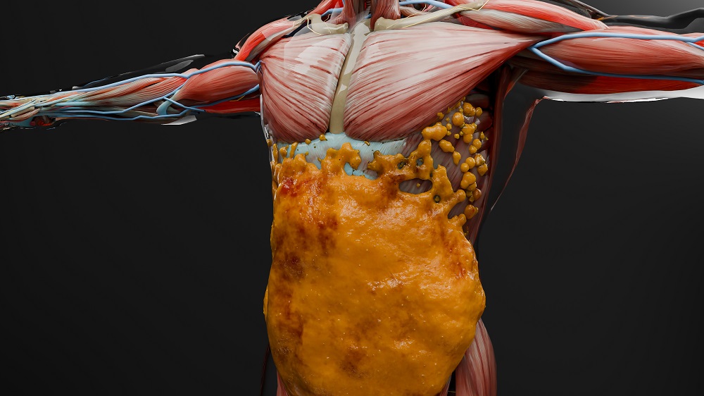 Muscle and fat