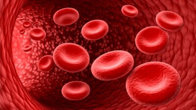 Blood vessel