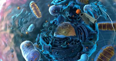 Neurons’ Protein Disposal Trick Offers Alzheimer’s Insights