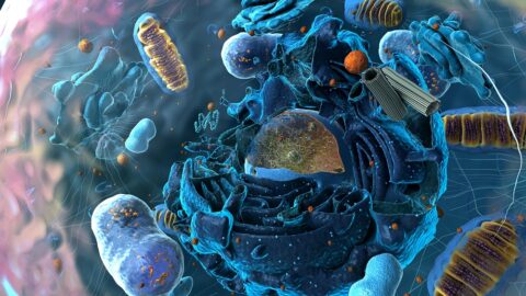 Inside a cell