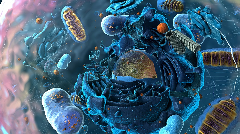 Inside a cell