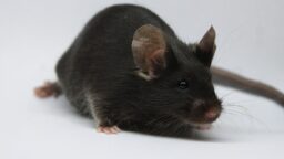 Lab mouse facing viewer