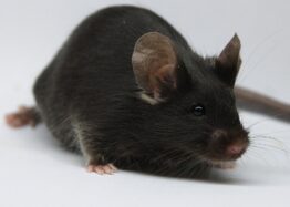 Late-Life Gene Therapy Boosts Lifespan in Mice by 20%