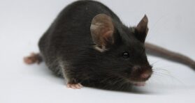 Late-Life Gene Therapy Boosts Lifespan in Mice by 20%