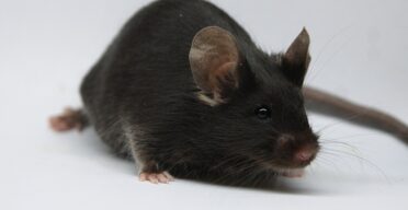 Late-Life Gene Therapy Boosts Lifespan in Mice by 20%
