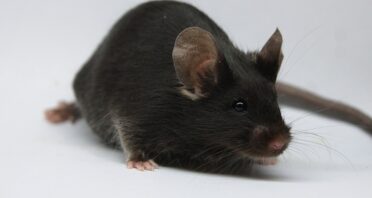 Late-Life Gene Therapy Boosts Lifespan in Mice by 20%