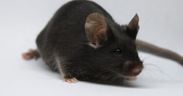 Late-Life Gene Therapy Boosts Lifespan in Mice by 20%