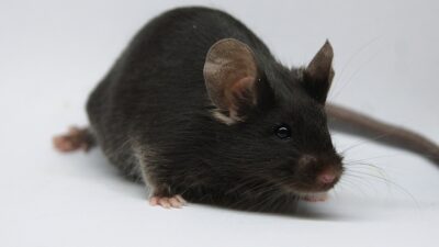 Lab mouse facing viewer