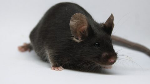Lab mouse facing viewer