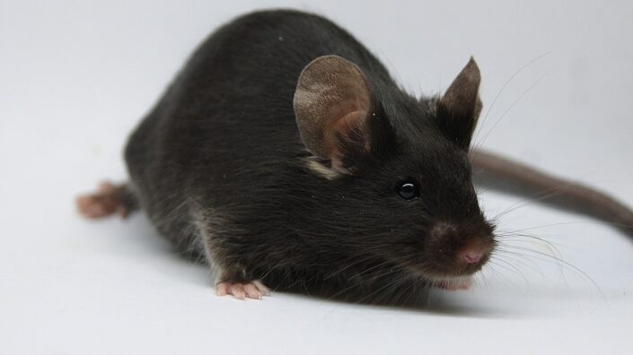 Lab mouse facing viewer